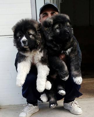 Продам щенка Кавказская овчарка - Грузия, Тбилиси. Цена 1500 евро