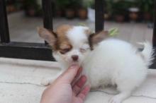Puppies for sale chihuahua - Germany, Munich