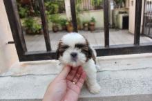 Puppies for sale shih tzu - Germany, Munich