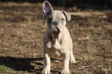 Puppies for sale french bulldog - Slovenia, Belgrade