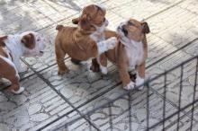 Puppies for sale english bulldog - Germany, Munich