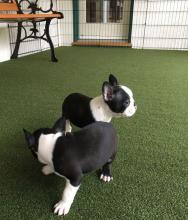 Puppies for sale boston terrier - Greece, Athens