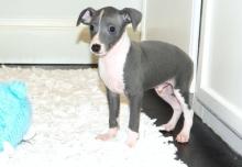 Puppies for sale italian greyhound - Greece, Piraeus