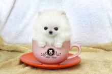 Puppies for sale pomeranian spitz - Turkmenistan, Turkmenabad