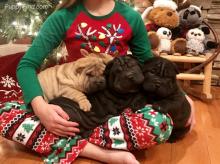 Puppies for sale chinese shar pei - Greece, Patra