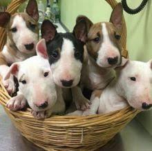 Puppies for sale bull terrier - Greece, Athens