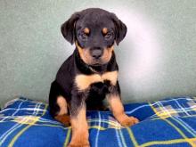 Puppies for sale rottweiler - Germany, Linden