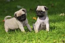 Puppies for sale pug - Slovakia, Banska Bystrica