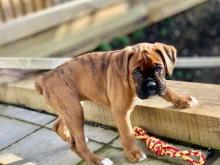 Puppies for sale boxer - Slovenia, Belgrade