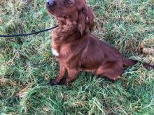 Puppies for sale english setter - Greece, Athens. Price 22 €