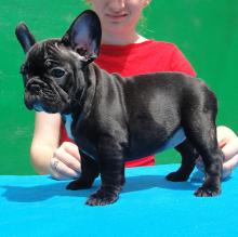 Puppies for sale french bulldog - Latvia, Gulbene