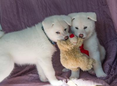 Продам щенка Акита, акита-ину - Болгария, Бургас. Цена 1000 евро