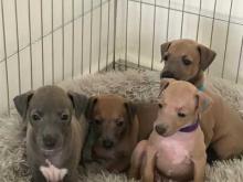 Puppies for sale italian greyhound - Germany, Dortmund. Price 20 €