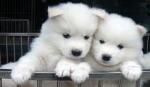 Puppies for sale samoyed dog (samoyed) - Latvia, Aizkraukle