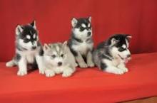 Puppies for sale other breed, siberian husky puppies - Russia, Penza