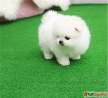 Puppies for sale pomeranian spitz - Canada, British Columbia