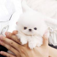 Puppies for sale pomeranian spitz - Uzbekistan, Samarkand