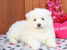 Puppies for sale samoyed dog (samoyed) - Turkmenistan, Turkmenabad
