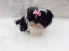 Puppies for sale shih tzu - Cyprus, Nicosia. Price 33 €