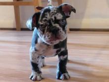 Puppies for sale french bulldog - Cyprus, Nicosia