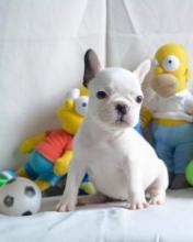 Puppies for sale french bulldog - Ukraine, Luck