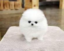 Puppies for sale pomeranian spitz - Kyrgyzstan, Bishkek
