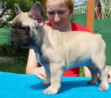 Puppies for sale french bulldog - Sweden, Vesteros