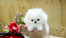 Puppies for sale pomeranian spitz - Poland, Plock