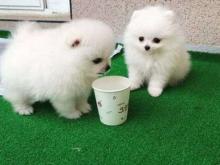 Puppies for sale pomeranian spitz - Poland, Otwock