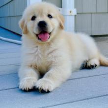 Puppies for sale golden retriever - Belarus, Gomel