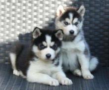 Puppies for sale other breed, siberian husky puppies - Turkmenistan, Turkmenabad