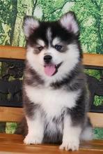 Puppies for sale , pomsky puppies - Uzbekistan, Namangan