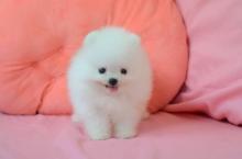 Puppies for sale pomeranian spitz - Lithuania, Kayschyadoris
