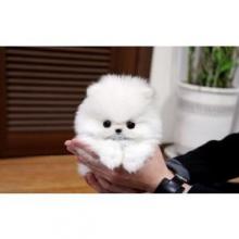 Puppies for sale pomeranian spitz - Lithuania, Kayschyadoris