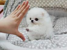 Puppies for sale pomeranian spitz - Kazakhstan, Kyzylorda