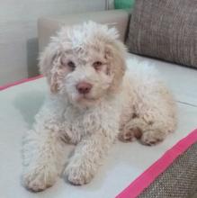 Puppies for sale other breed, lagotto romagnolo - Slovenia, Novi Sad, Ruma