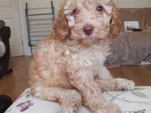 Puppies for sale miniature poodle - Portugal, Port. Price 23 €