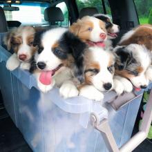 Puppies for sale australian shepherd - Latvia, Balvi