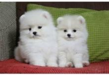 Puppies for sale pomeranian spitz - Czech Republic, Poprad