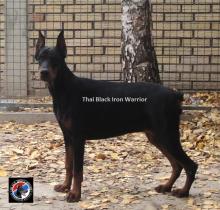 Puppies for sale doberman - Slovenia, Novi Sad. Price 1500 €