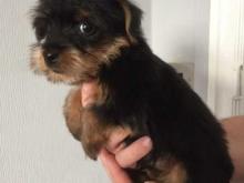 Puppies for sale yorkshire terrier - France, . Price 12 €