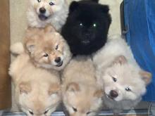 Puppies for sale chow chow - Sweden, Norcheping. Price 20 €