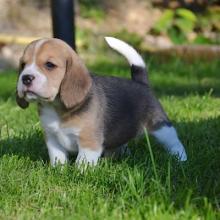 Puppies for sale beagle - Denmark, Kopenagen