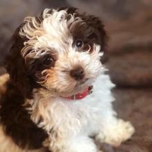 Puppies for sale toy-poodle - Russia, Lincoln