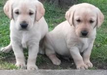 Puppies for sale labrador - Czech Republic, Prague