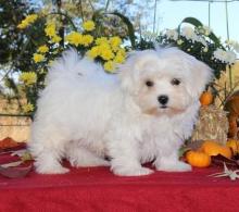 Puppies for sale maltese - Ukraine, Dnipropetrovsk