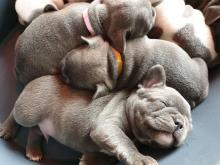 Puppies for sale french bulldog - Estonia, Tallinn