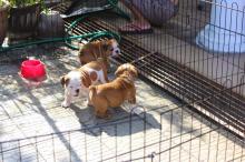 Puppies for sale english bulldog - Russia, Kaliningrad