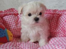 Puppies for sale maltese - Spain, Santa Cruz de Tenerife