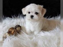 Puppies for sale maltese - Germany, Giessen